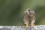 Canarien kestrel (Falco canariensis)