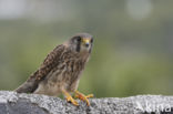 Canarien kestrel (Falco canariensis)