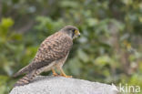 Canarien kestrel (Falco canariensis)