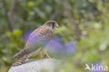 Canarien kestrel (Falco canariensis)