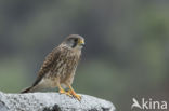 Canarien kestrel (Falco canariensis)