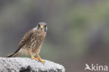 Canarien kestrel (Falco canariensis)