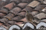 Canarien kestrel (Falco canariensis)