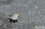 Berthelot s Pipit (Anthus berthelotii)