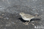 Berthelot s Pipit (Anthus berthelotii)
