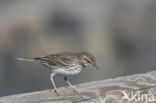 Berthelot s Pipit (Anthus berthelotii)