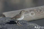 Berthelot s Pipit (Anthus berthelotii)