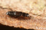 Phloeostiba lapponica