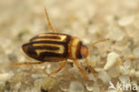 Hydroglyphus hamulatus