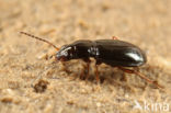 Akkerpriempje (Bembidion obtusum)