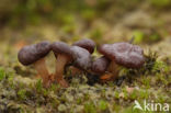 Gesteeld veenknoopje (Sarcoleotia platypus)