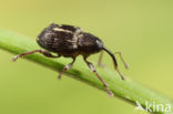 Curculio crux