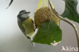 Pimpelmees (Parus caeruleus)