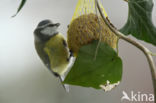 Blue Tit (Parus caeruleus)