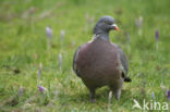 Houtduif (Columba palumbus)