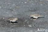 Berthelot s Pipit (Anthus berthelotii)