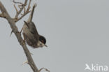 Sardinian Warbler (Sylvia melanocephala)