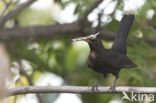 Merel (Turdus merula)