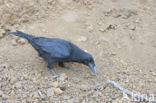 Raaf (Corvus corax)