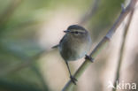 Canary Island chiffchaff (Phylloscopus canariensis)