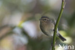 Canary Island chiffchaff (Phylloscopus canariensis)