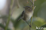 Canary Island chiffchaff (Phylloscopus canariensis)