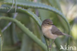 Canary Island chiffchaff (Phylloscopus canariensis)