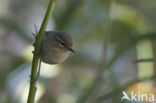 Canary Island chiffchaff (Phylloscopus canariensis)