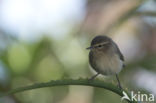 Canary Island chiffchaff (Phylloscopus canariensis)