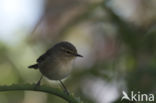 Canary Island chiffchaff (Phylloscopus canariensis)