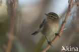 Canary Island chiffchaff (Phylloscopus canariensis)