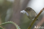 Canary Island chiffchaff (Phylloscopus canariensis)