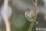 Canary Island chiffchaff (Phylloscopus canariensis)