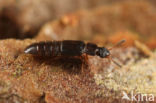 Phloeonomus pusillus