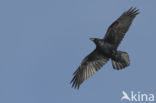 Raaf (Corvus corax)