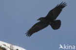 Raaf (Corvus corax)