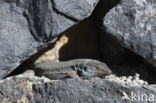 Western Canaries Lizard (Gallotia galloti)