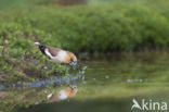 Hawfinch (Coccothraustes coccothraustes)