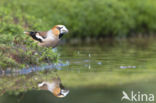 Hawfinch (Coccothraustes coccothraustes)