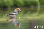 Hawfinch (Coccothraustes coccothraustes)