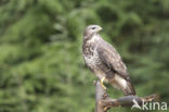 Common Buzzard (Buteo buteo)