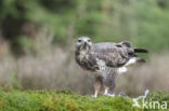 Common Buzzard (Buteo buteo)