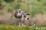 Common Buzzard (Buteo buteo)