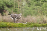 Common Buzzard (Buteo buteo)