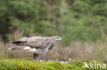 Common Buzzard (Buteo buteo)