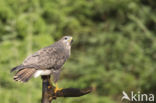 Common Buzzard (Buteo buteo)