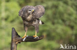 Common Buzzard (Buteo buteo)