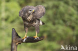 Buizerd (Buteo buteo)