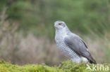 Havik (Accipiter gentilis)