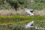 Havik (Accipiter gentilis)